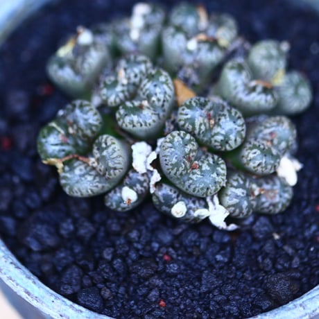 コノフィツム    ペルシダム   Conophytum pellucidum    no.30609