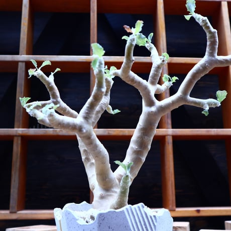 オトンナ シクロフィラ／Othonna cyclophylla      no.80855