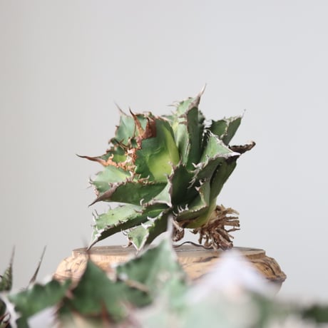 Agave titanota solareclipse / Style of Chika　no.42144