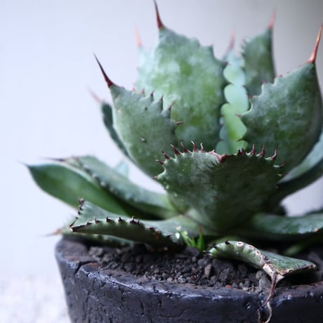 アガベ   ポタトラム     Agave potatorum    no.112418
