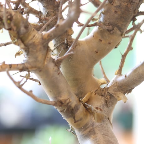 Commiphora wightii × たけろうポット   no.90104