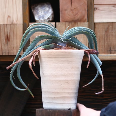 アロエ スプラフォリアータ／Aloe suprafoliata   no.20588