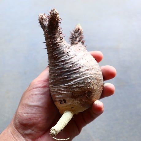 パキポディウム グラキリス 抜苗  Pachypodium rosulatum var. gracilius no.92928