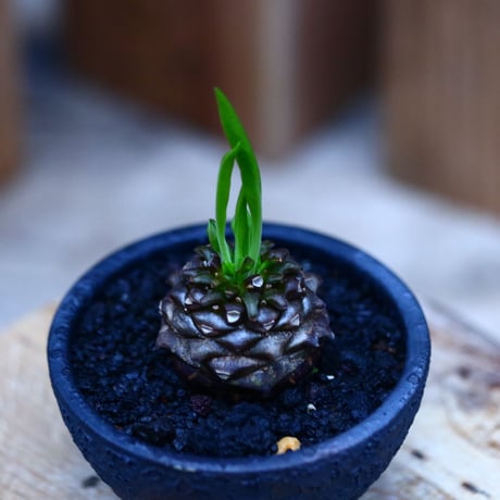 ユーフォルビア  鉄甲丸／Euphorbia bupleurifolia   no.10974