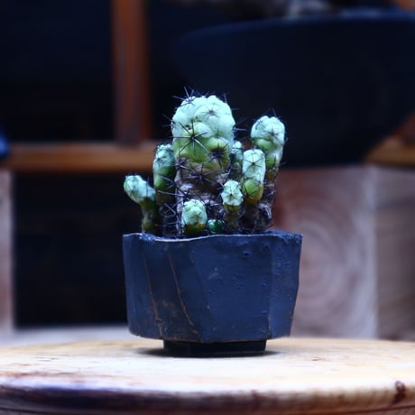 オルテゴカクタス  マクドガリー／Ortegocactus macdougallii     no.53020