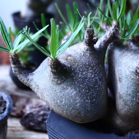 パキポディウム グラキリス  Wヘッド  Pachypodium rosulatum var. gracilius no.71905