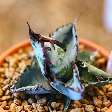 Agave titanota black&bule × YAMABACHI    no.123170