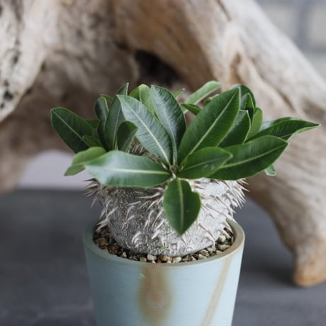Pachypodium brevicaule ssp.Leucoxanthum × 備前鉢2.5号 / snp plants  no.607-2
