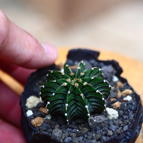 ギムノカリキウム   フィードリッフィーLB2178／Gymnocalycium friedrichii    no.91940