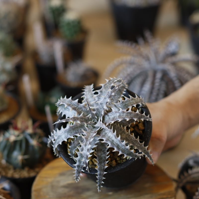 Dyckia 'Evil Wing' x 'Goiyat' (3号鉢) no.1226/45