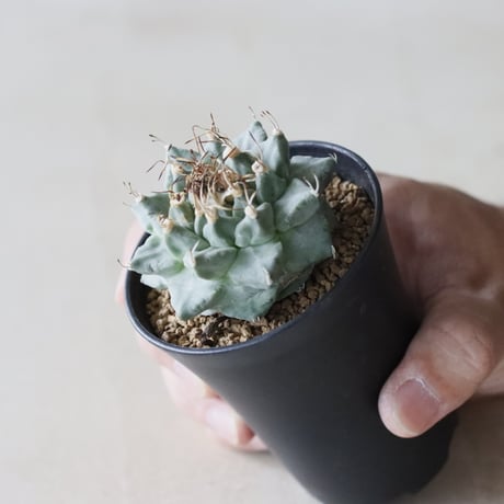 Turbinicarpus alonsoi (2.5号鉢)  no.913/50