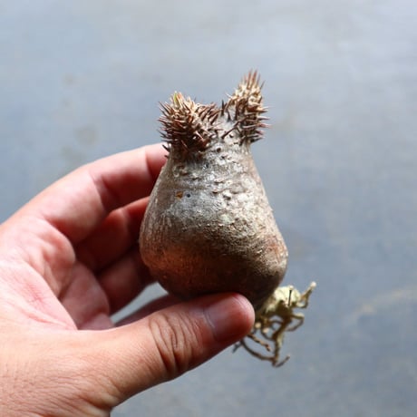 パキポディウム グラキリス 抜苗  Pachypodium rosulatum var. gracilius no.92908
