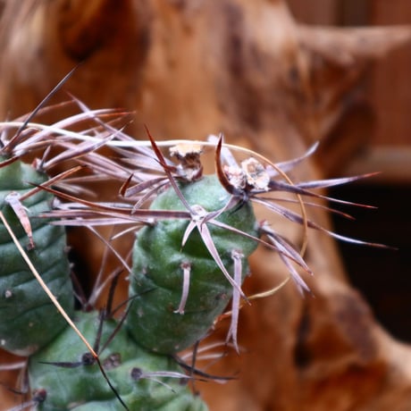 テフロカクタス シリンガカンタ / Tephrocactus articulatus v. syringacanthus    no.31205