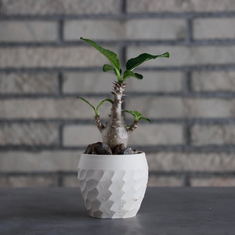 【NRK】N PLANTS R＆Kさま専用恵比寿笑い&エブレネウム合計20株 NRK】N PLANTS R＆Kさま専用恵比寿笑い&エブレネウム合計20株