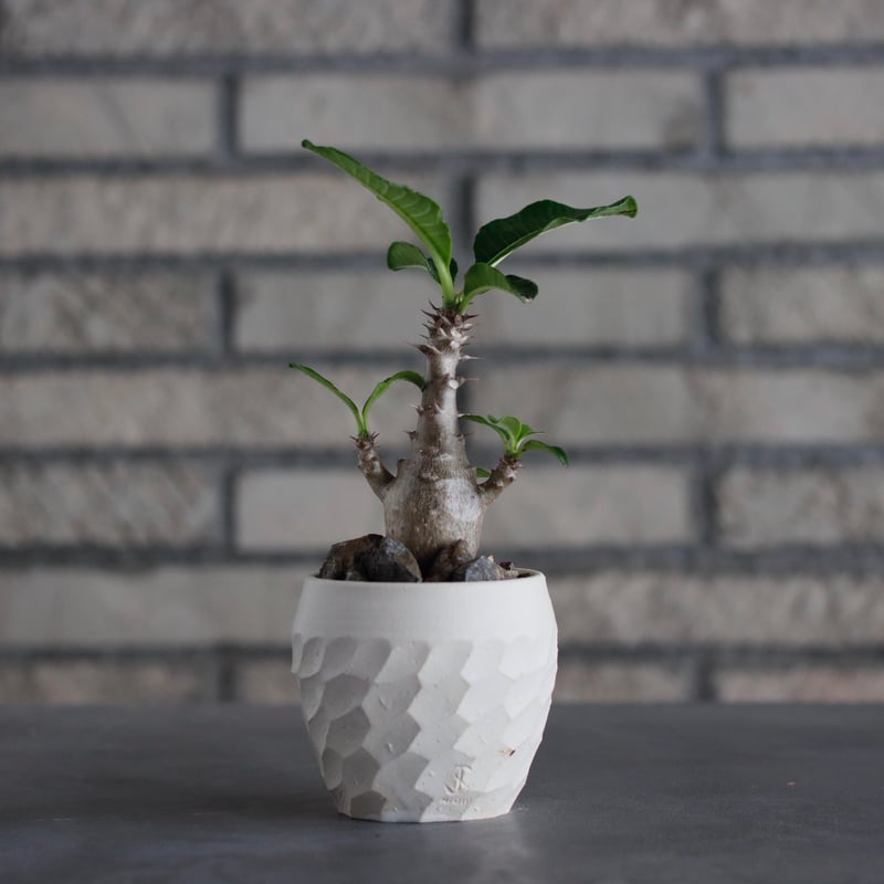 5/6特別価格　パキポディウム　ウィンゾリー② パキポディウム ウィンゾリー 【実生】GM2402207 | RAFLUM