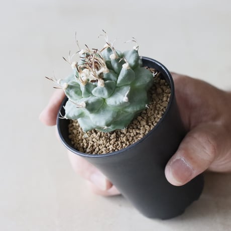 Turbinicarpus alonsoi (2.5号鉢)  no.913/49