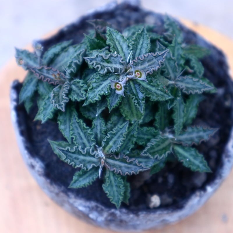 ユーフォルビア　トゥレアレンシス ユーフォルビア：トゥレアレンシス 2.5号鉢（実生）23-06 の通販