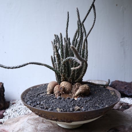 プテロカクタス ツベローサス   黒竜     Pterocactus tuberosus   no.112403