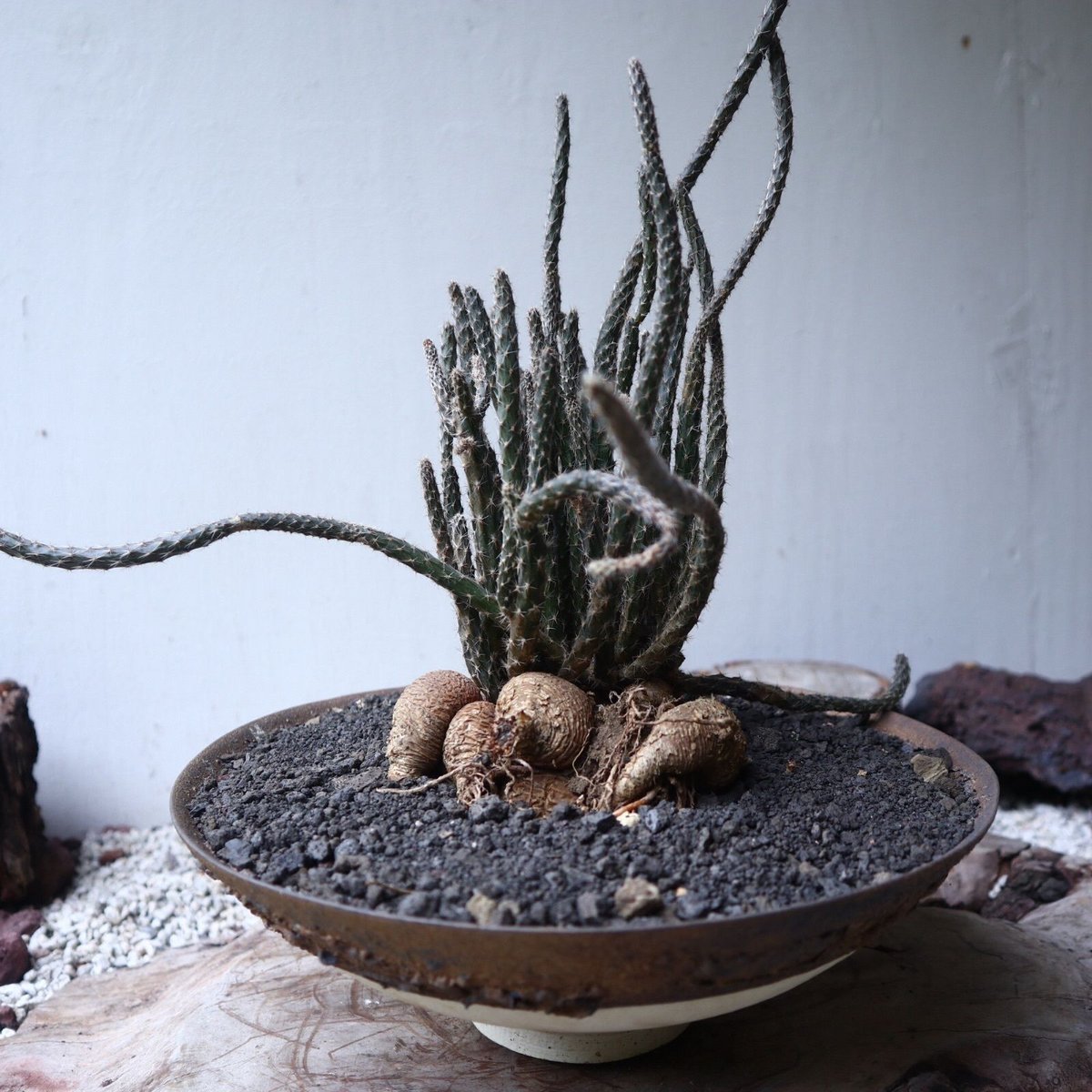 プテロカクタス ツベローサス 黒竜 Pterocactus tuberosus