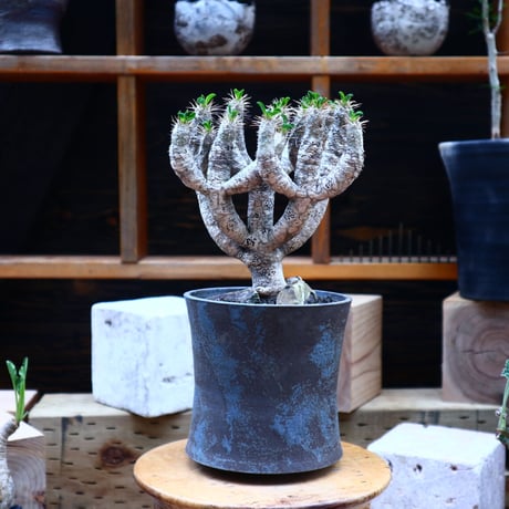 ユーフォルビア  ギラウミニアナ／Euphorbia guillauminiana  no.72544