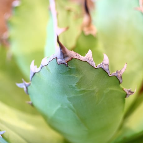 Agave titanota Sierra Mixteca　no.31054