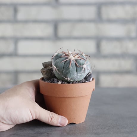 Echinocactus horizonthalonius (花王丸) × YAMABACHI (3号) no.621/49