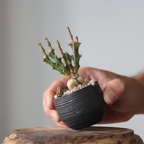 Euphorbia knuthii × N/OH  no.912-3