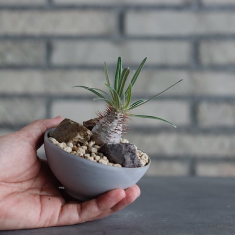 Pachypodium gracilius × Kazuhiro Arima / humanity pot (3号)  no.817-52