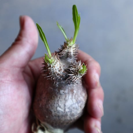パキポディウム グラキリス   Pachypodium rosulatum var. gracilius no.110320
