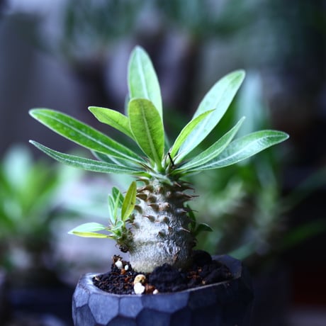 パキポディウム  マカイエンセ 実生   Pachypodium Makayense   no.71911