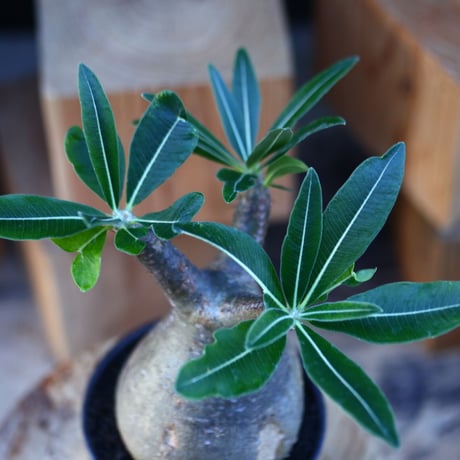 パキポディウム  グラキリス ／Pachypodium  gracilius     no.112846