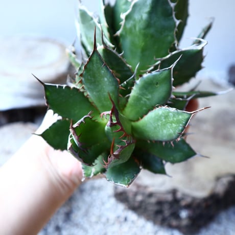 アガベ ホリダ   Agave horrida    no.111018