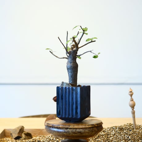 ブルセラ ファガロイデス / Bursera fagaroides   no.51401