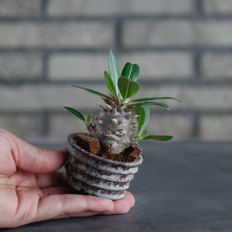 Pachypodium 恵比寿大黒 × takero pot (2号)  no.817-22
