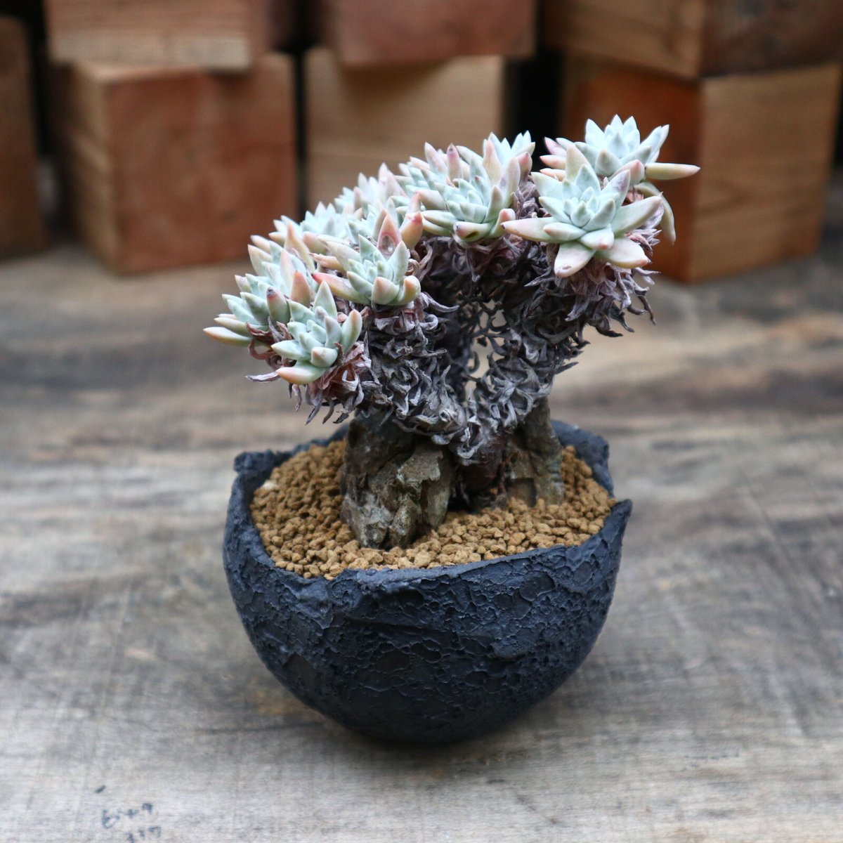 ダドレア グリーニー／Dudleya greenei no.91822 | 芽の巣山