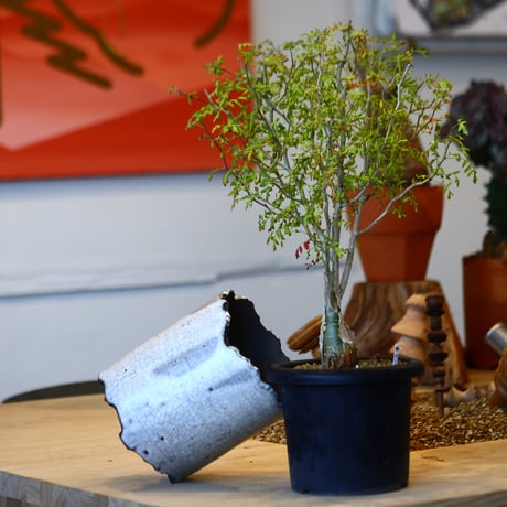 パキポデイウム | STORES