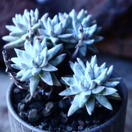 ダドレア グリーニー Dudleya greenei  no.30106