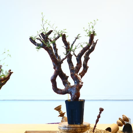 コミフォラ　モンストローサ コミフォラ モンストローサ Commiphora monstrosa | mana's far