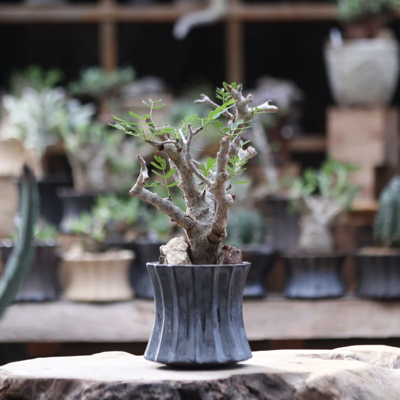 センナ　メリディオナリス センナ メリディオナリス／Senna meridionalis no.111301 | 芽の巣山