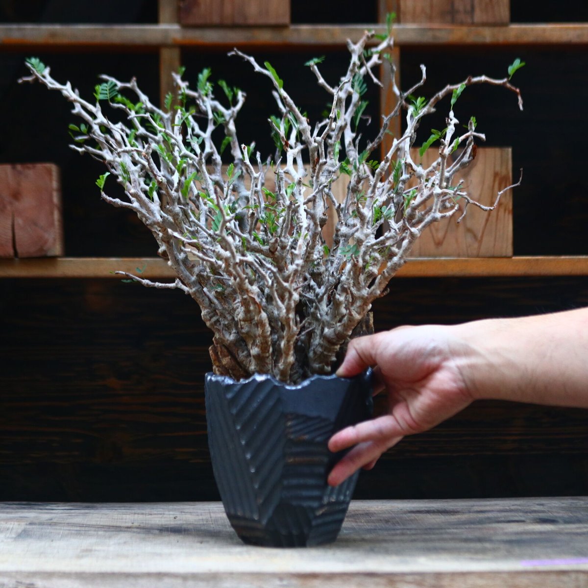 センナメリディオナリス 現地球 発根済み ※定着二年目株 目覚め 【公式 センナメリディオナリス 現地球 発根済み ※定着二年目株 目覚め 【公式