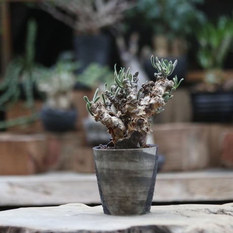 チレコドン フィロポディウム／Tylecodon reticulatus var. phyllopodium   no.103067
