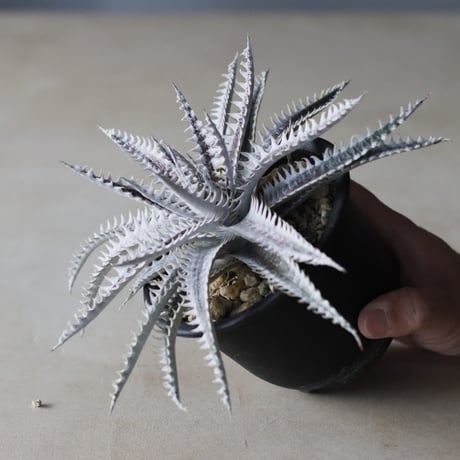 Dyckia 'Alexander' Amazonico Hybrid / (4号鉢)  no.913/63