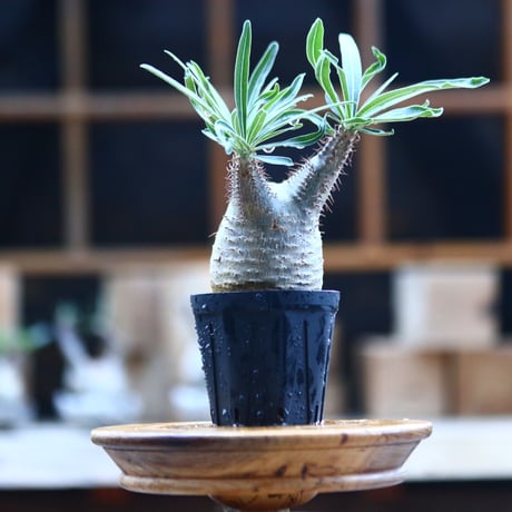 パキポディウム  グラキリス ／Pachypodium  gracilius     no.101747