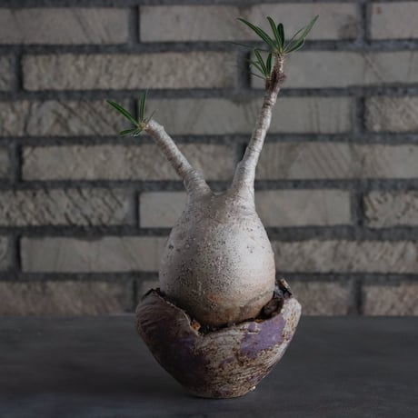 Pachypodium gracilius × takero pot (3.5号)  no.817-5