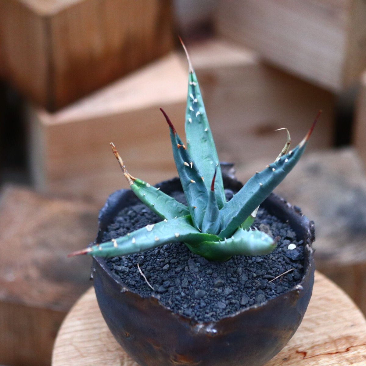 アガベ ユタエンシス　Agave utahensis アガベ ユタエンシス エボリスピナ（US株） OS08 – linkplants