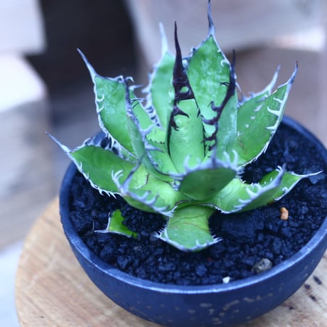 アガベ ホリダ    Agave horrida     no.31415