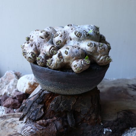 パキポディウム  ブレビカウレ  恵比寿笑い   Pachypodium brevicle   no.51938
