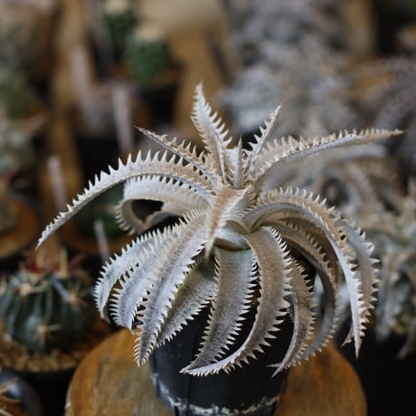 Dyckia ‘Sagittarius' x ‘Marathon' (3.5号鉢)  no.1226/39