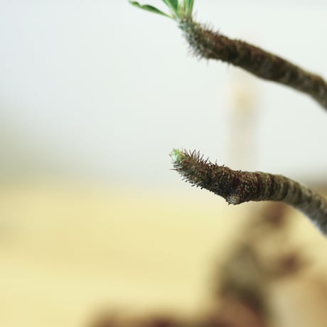 パキポディウム  グラキリス / Pachypodium  gracilius   no.52106