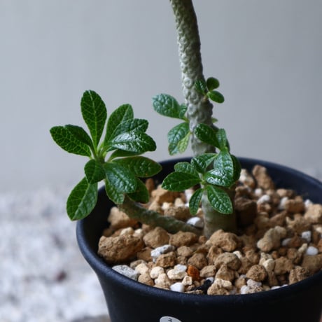 ドルステニア    ギガス   Dorstenia gigas  no.92311